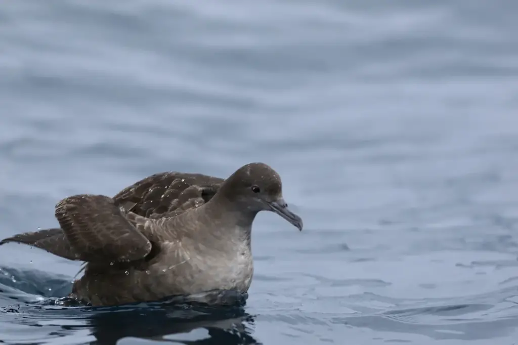 Muttonbirds on a Water