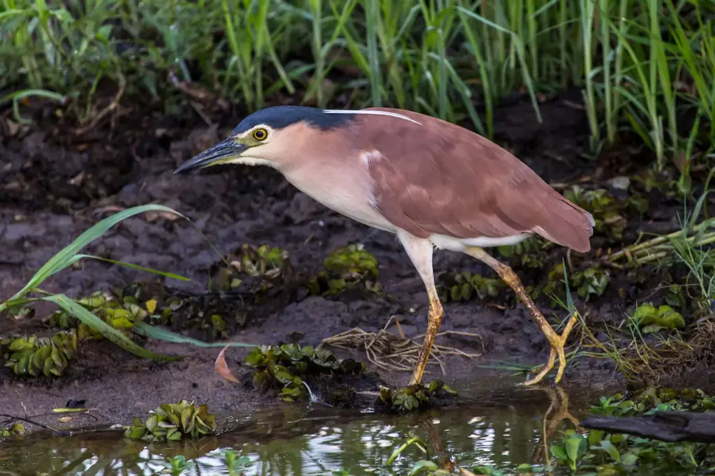 Nankeen Night Herons Looking Foods 