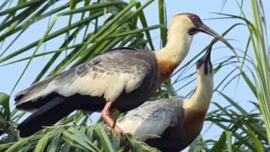 A Pair Of Theristicus On Their Nest