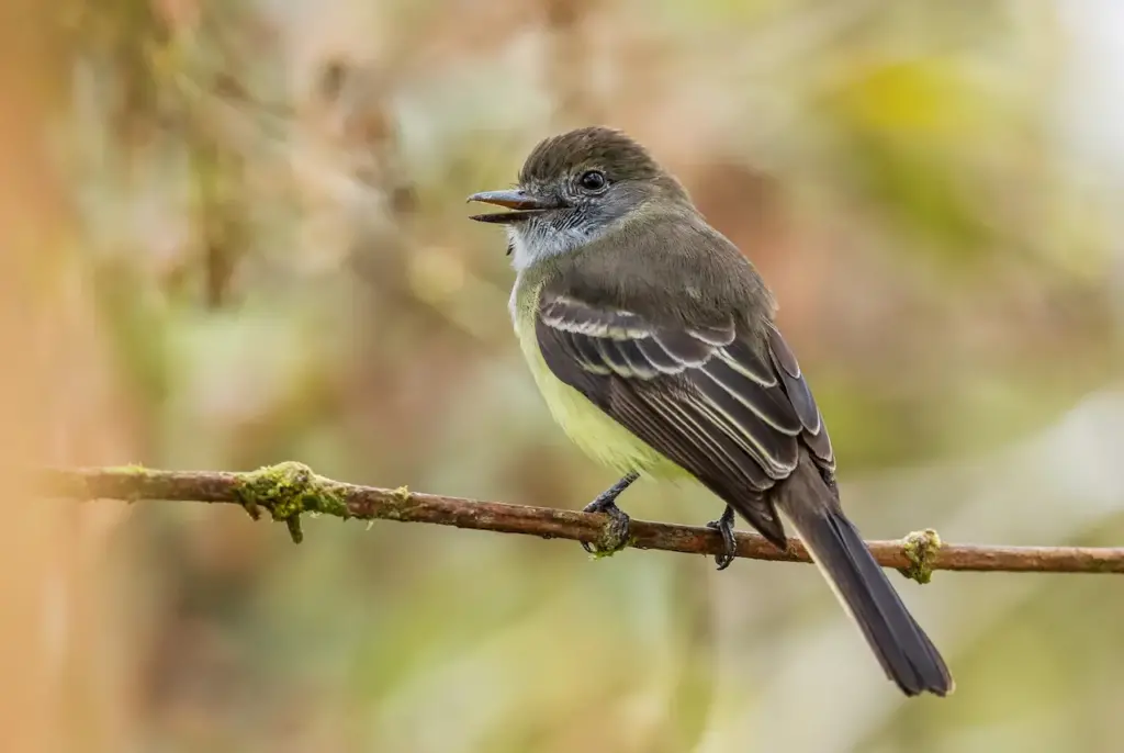 Pale-edged Flycatcher