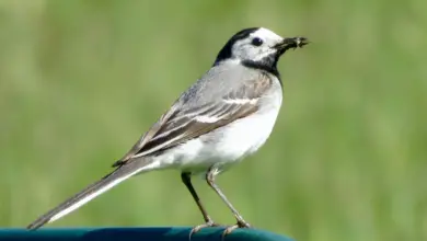 The Pied Wagtails Catch A Flies To Eat