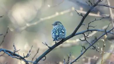 The Pine Siskins Perched In A Thorn