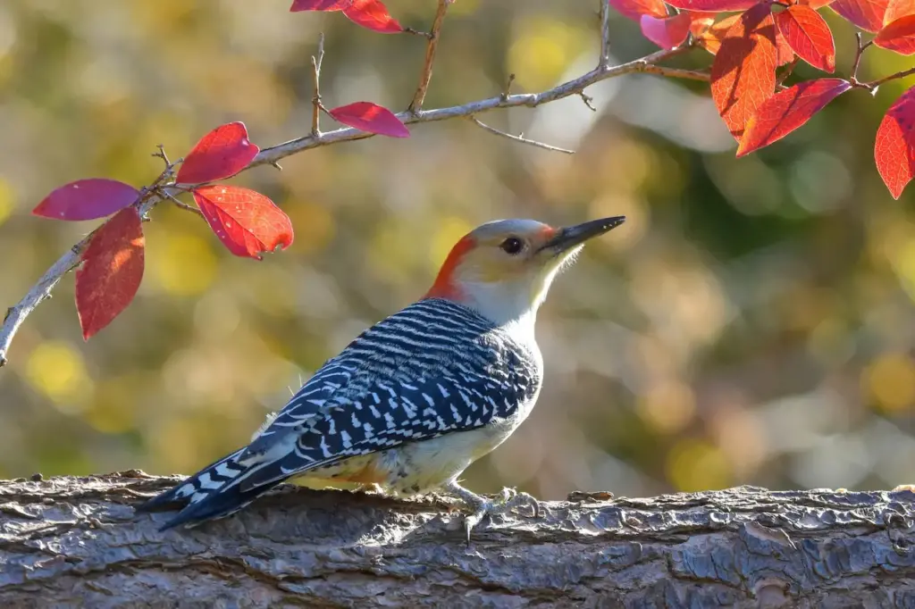 The Red-bellied Woodpecker Perched In A Tree