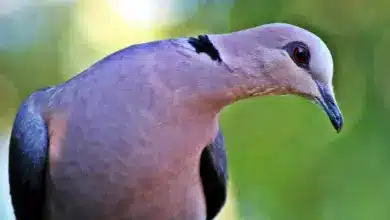 Red-eyed Doves Perched on a Wood