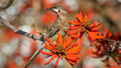 A Red Little Wattlebirds Sitting On A Red Flower