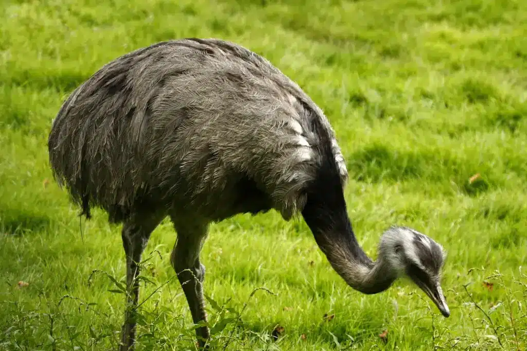 Rhea on a Green Grass 