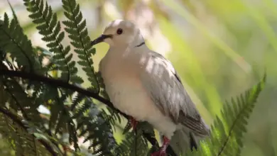 A Ringneck Doves Perched on Tree