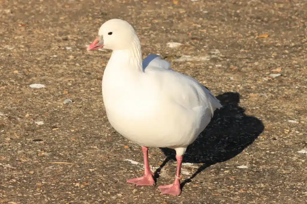 Ross's Geese