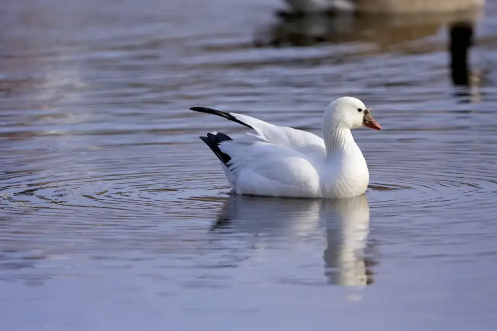 Ross's Geese Swimming