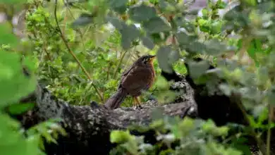 The Rufous-vented Ground-cuckoos Perched Into The Woods