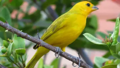 A Saffron Finch rests on a tree branch.