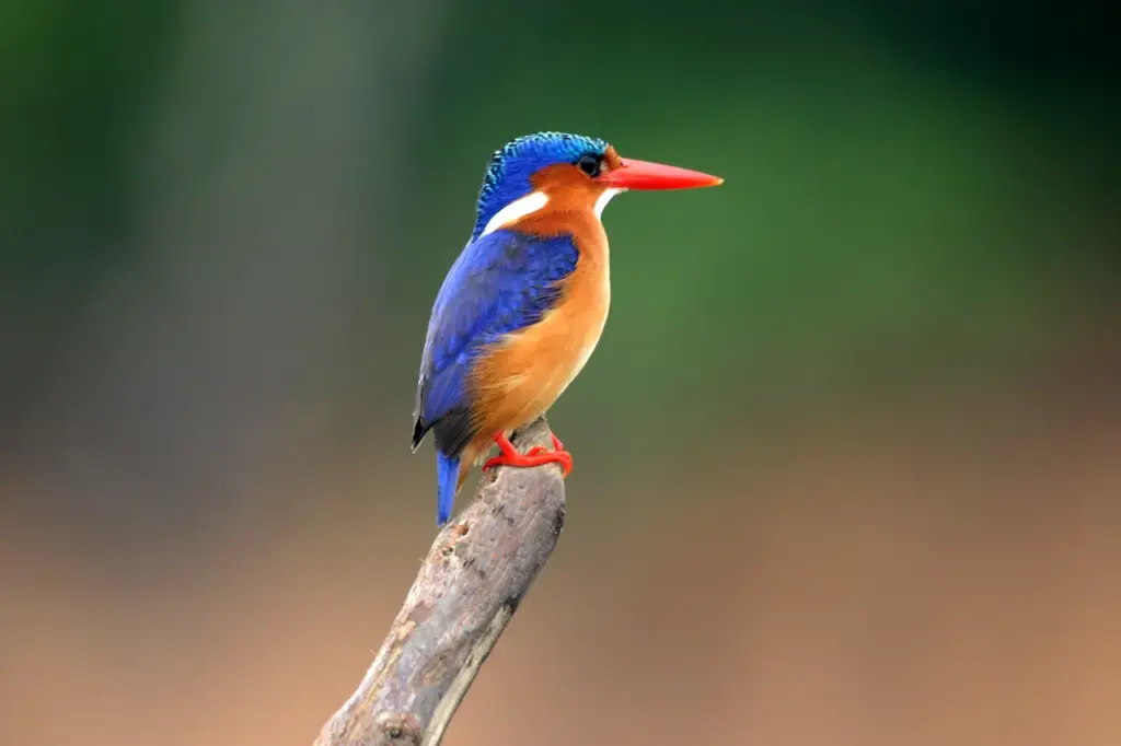 São Tomé Kingfishers