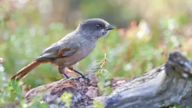 Siberian Jays Perched on a Wood