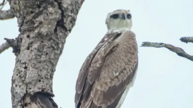 Snake Eagle