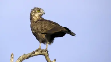 A Snake Eagles on Top of a Tree