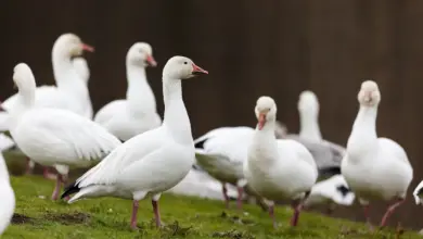 A Group of Snow Goose In Grassy Field