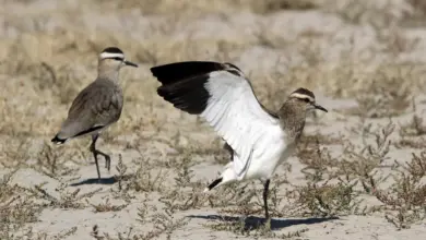 Sociable Lapwings on the Grounds