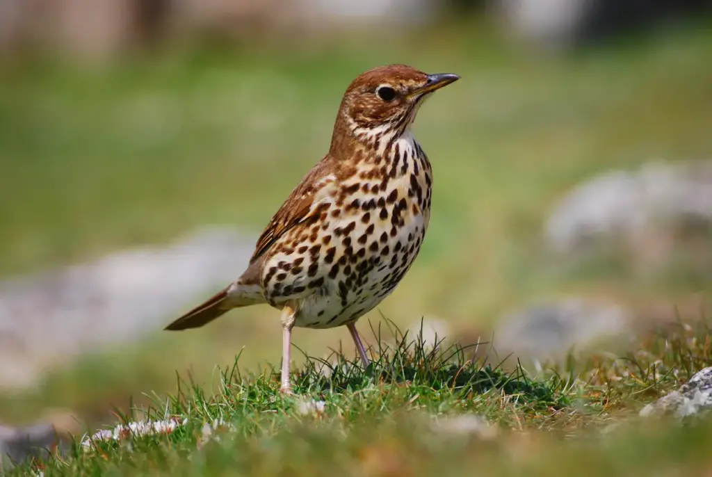 Song Thrush