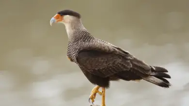 Southern Caracaras Standing on the Rock