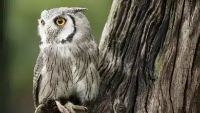 Southern White-faced Owls Searching For Prey