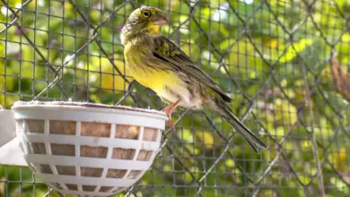 Spanish Timbrado Canaries Inside A Cave