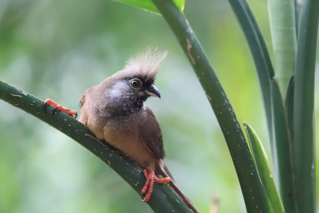 Speckled Mousebird 