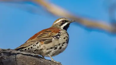 Spotted Quail-thrushes Perched on a Woods