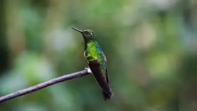 A Steely-vented Hummingbird Sitting on a Tree Branch.