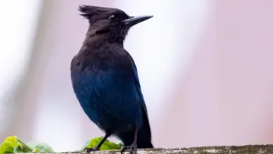 A Steller's Jays Rests On A Tree Branch.