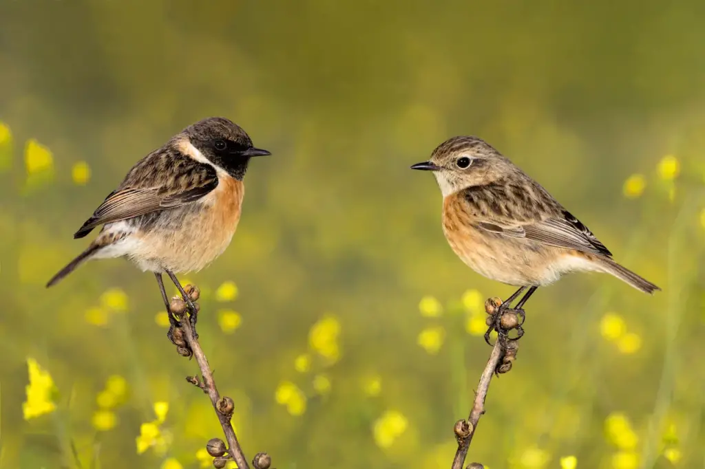 Two Stonechats Perched on Tiny Branch