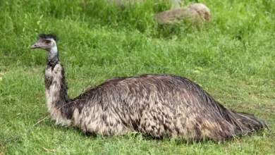 Resting Emu Struthioniformes