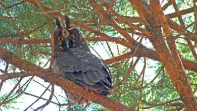 Stygian Owls Resting Into The Woods