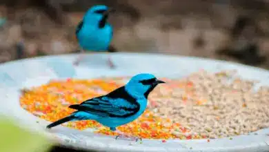 Swallow Tanagers Looking For Food