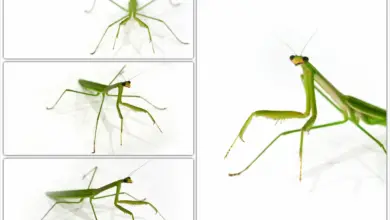 Taxonomic Identification Key For Preying Mantids