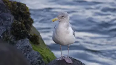 A Thayer's Gulls