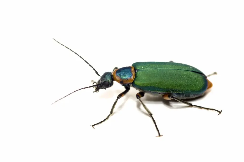 The Insect Thorax Beetle Close Up White Background