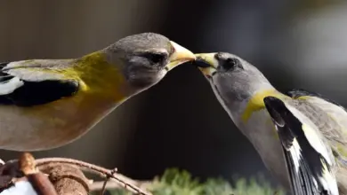 Grosbeak Birds Touching Beaks The Sense of Touch in Birds