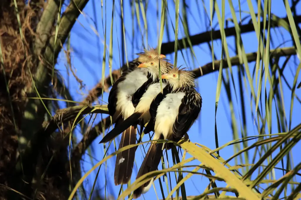 Three Guira Cuckoos Sitting on a Branch Cuckoos & Hoatzin