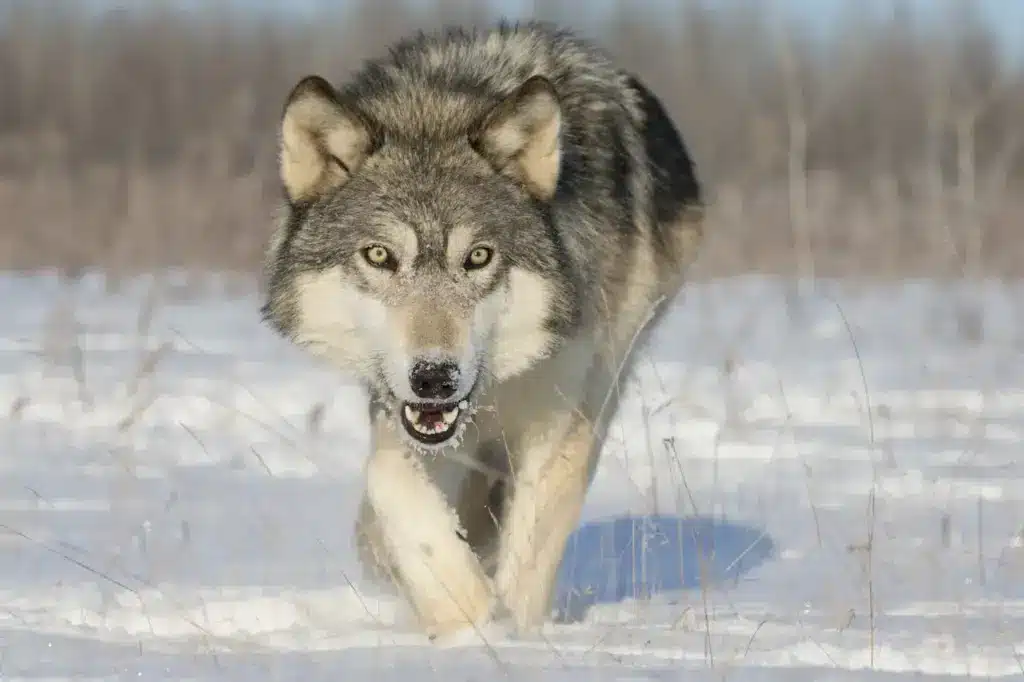 Timber Wolf In The Snow