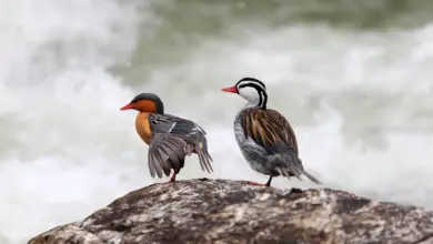 Torrent Ducks Standing On The Big Rock