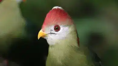 A Close Up Of Turacos