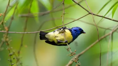 Turquoise Tanagers Perched on a Tree