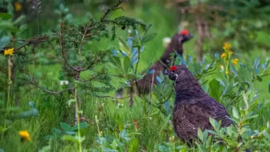 Two Siberian Grouse In A Grass Field