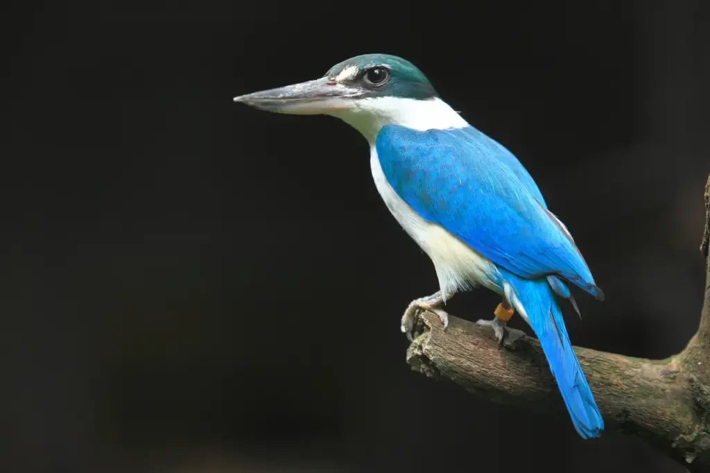 A Collared Kingfisher Perched on Tree Vanuatu Birds 