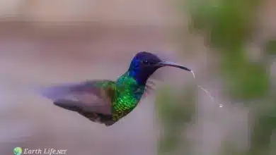 Venezuelan Sylph Hummingbird (Aglaiocercus berlepschi) Hovering