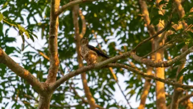 Wallace's Hawk-eagles, Resting into the Woods