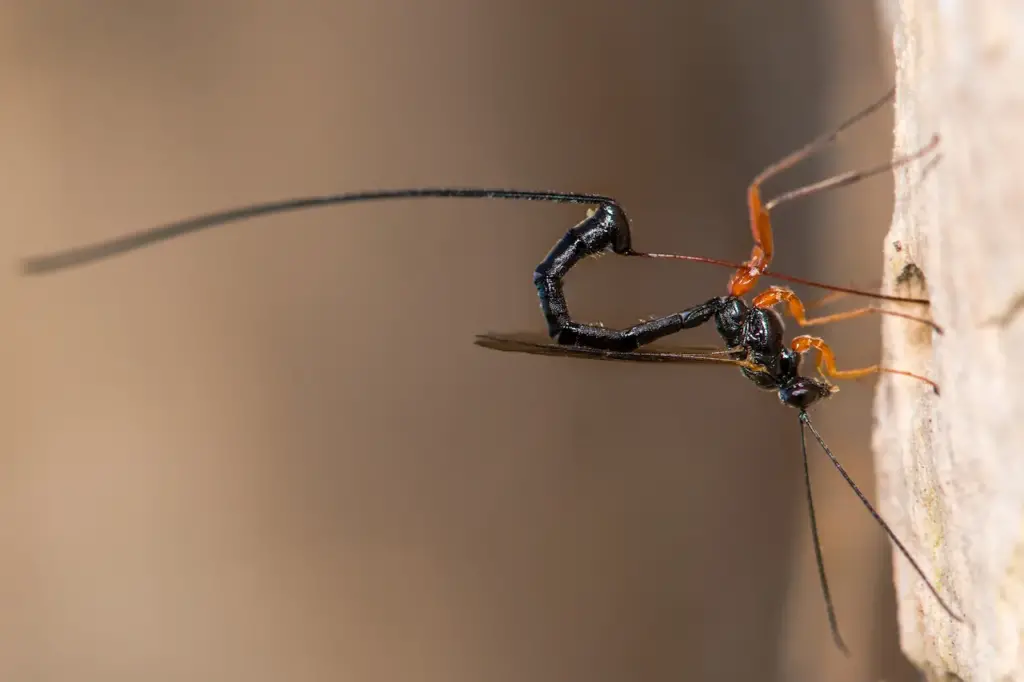 Wasp Parasitoids