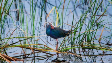 A Watercock On The Swamp