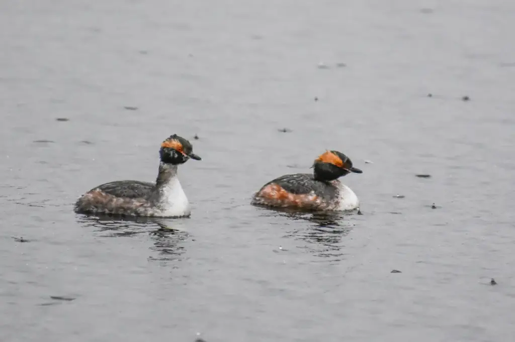 Waterfowl on the Lake 