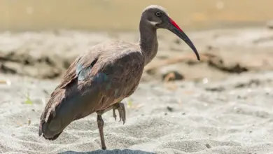 Wattled Ibises on the Sand